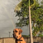 fila brasileño