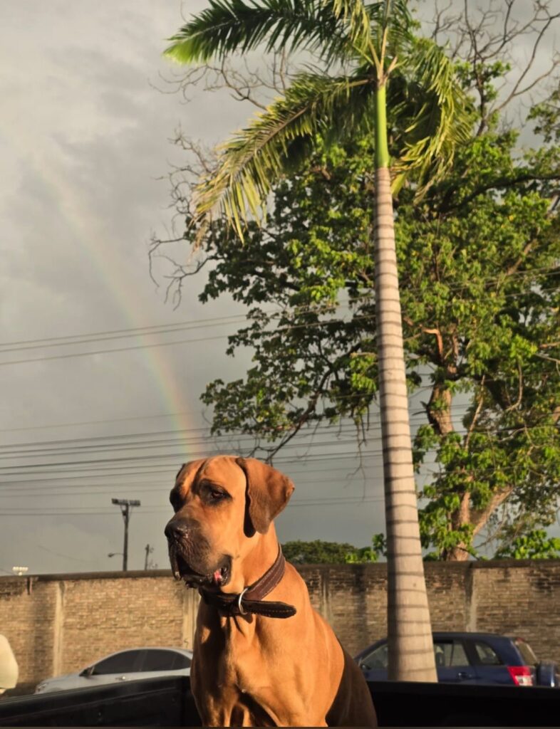 fila brasileño