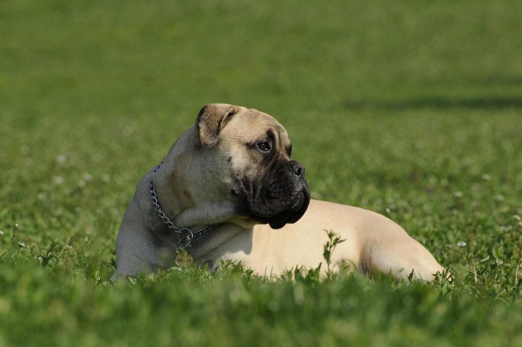 Bullmastiff como perro guardián