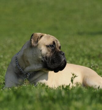 Bullmastiff como perro guardián
