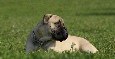 Bullmastiff como perro guardián