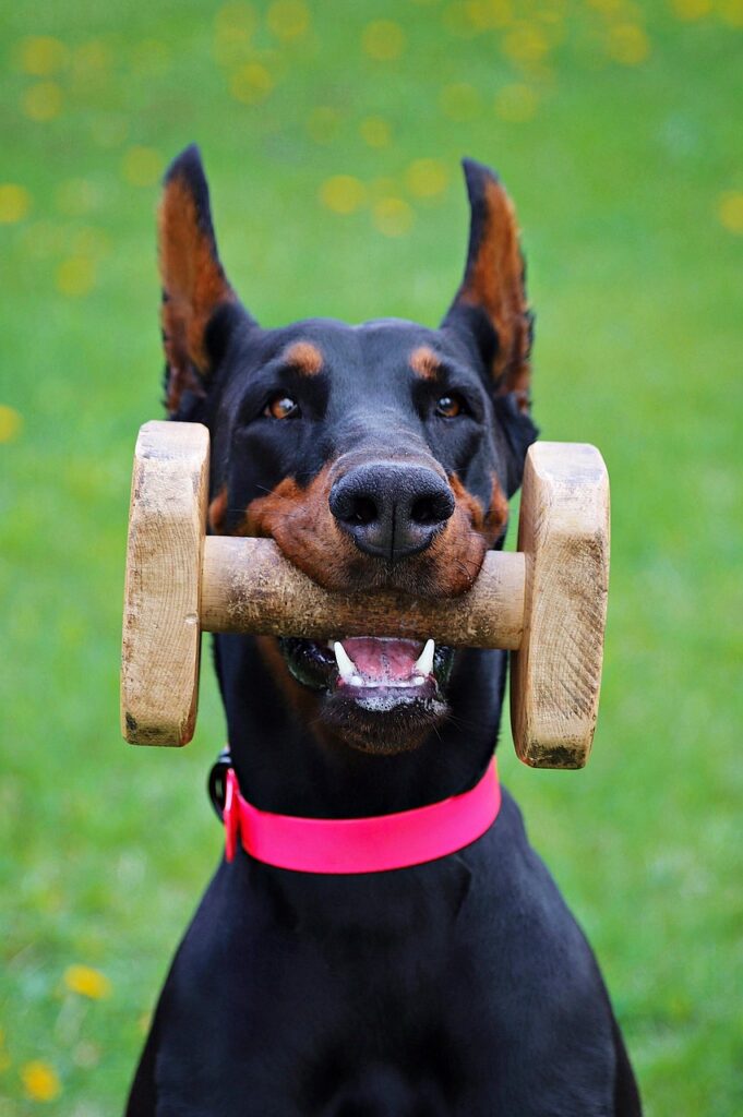 Doberman como perro guardián