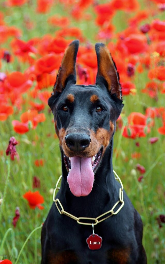 Doberman como perro guardián