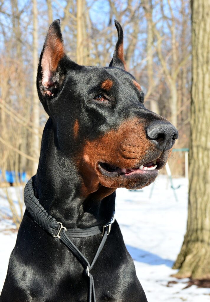 Doberman como perro guardián