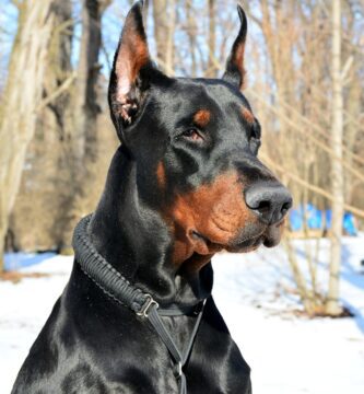 Doberman como perro guardián
