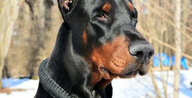 Doberman como perro guardián