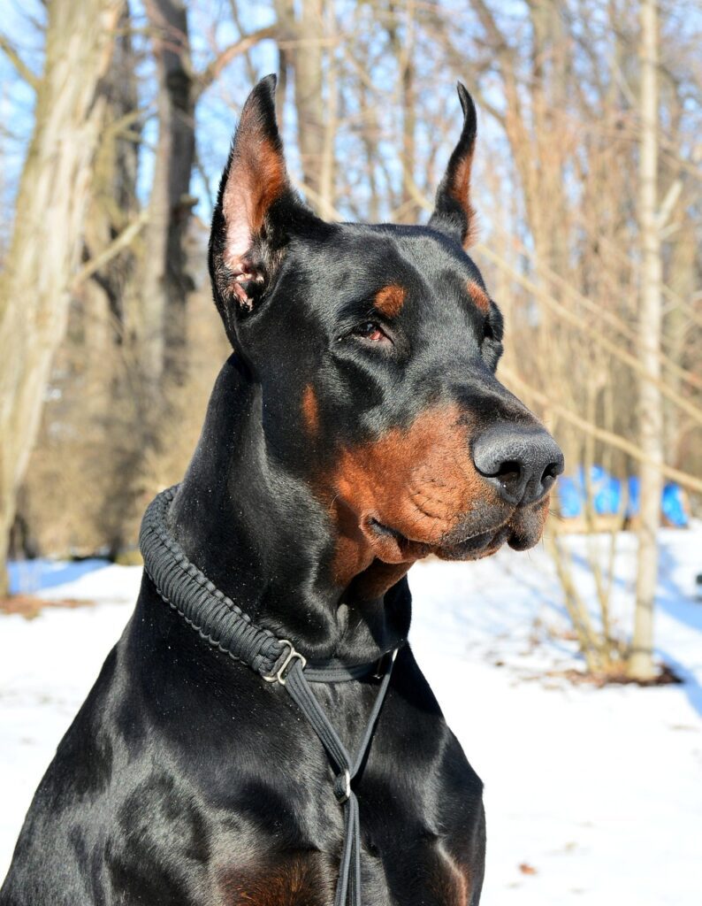 Doberman como perro guardián