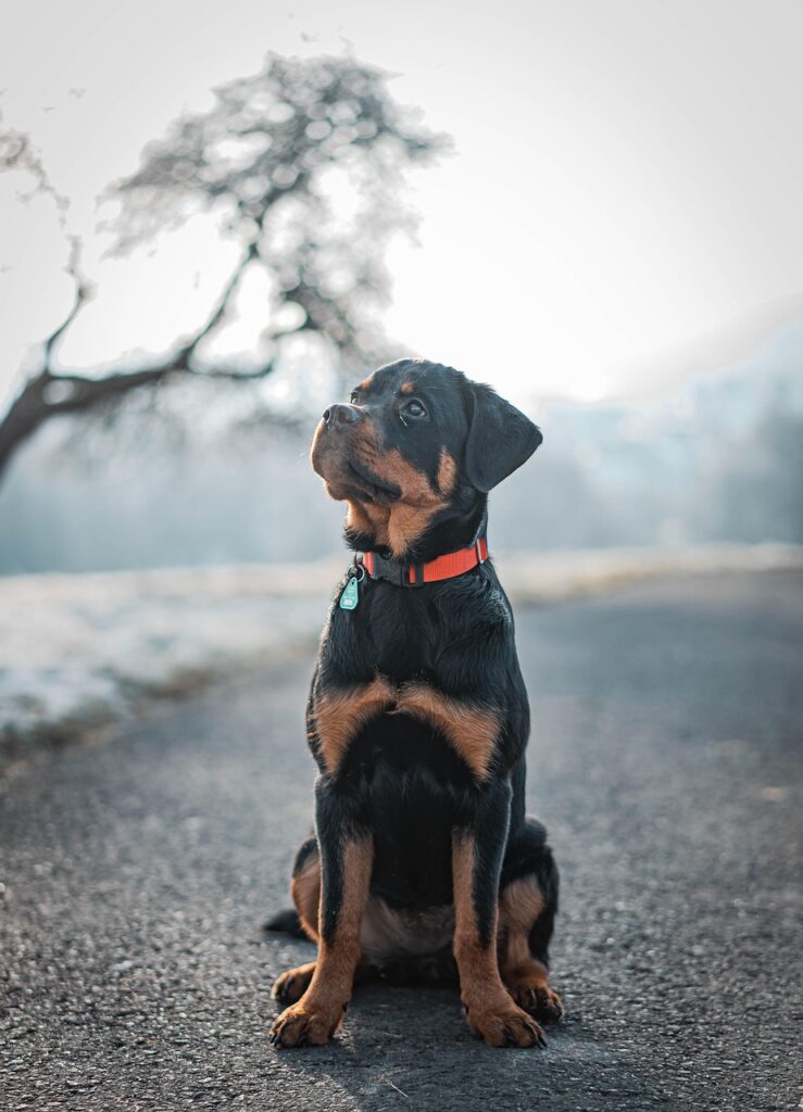 rottweiler como perro guardián