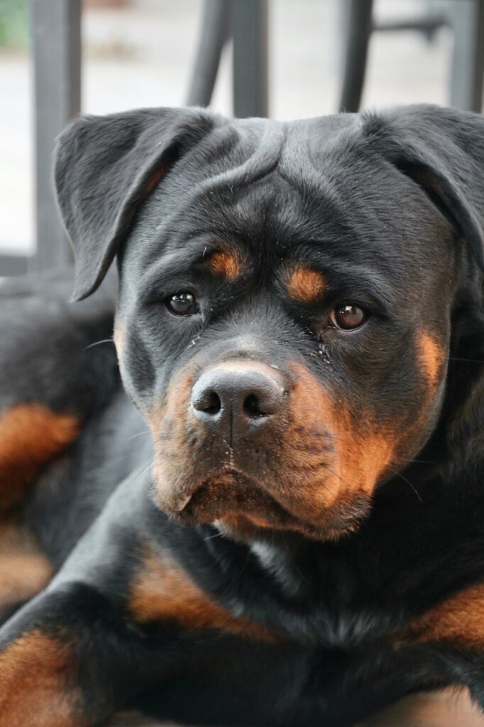 rottweiler como perro guardián