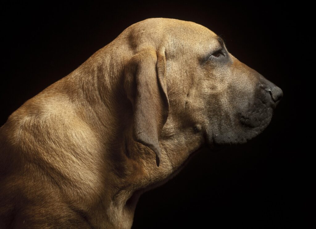 fila brasileño como perro guardián