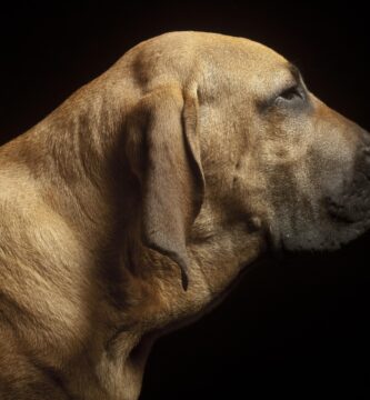 fila brasileño como perro guardián