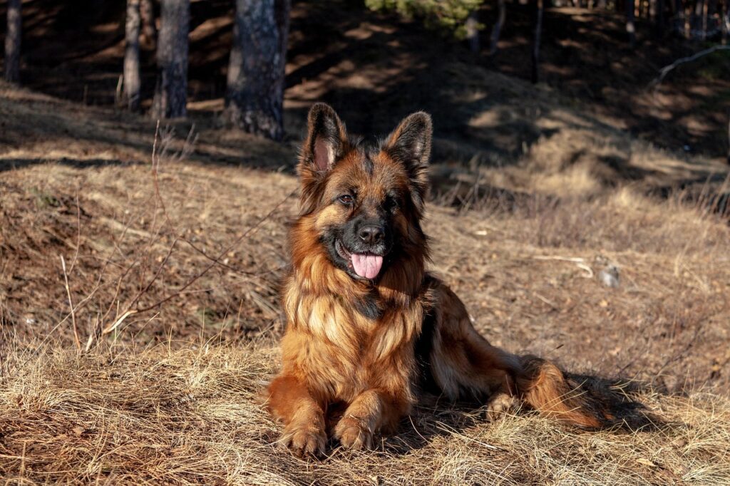 Pastor alemán como perro guardián
