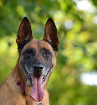 pastor belga malinois como perro guardián