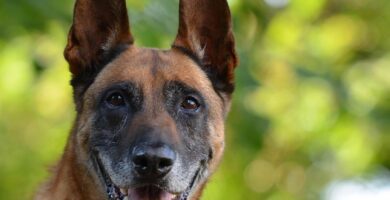 pastor belga malinois como perro guardián
