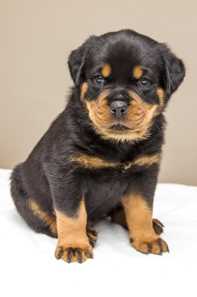 rottweiler como perro guardián
