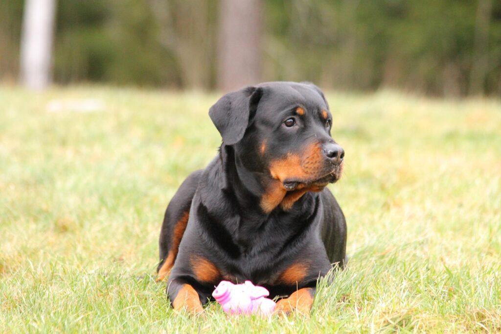 rottweiler como perro guardián