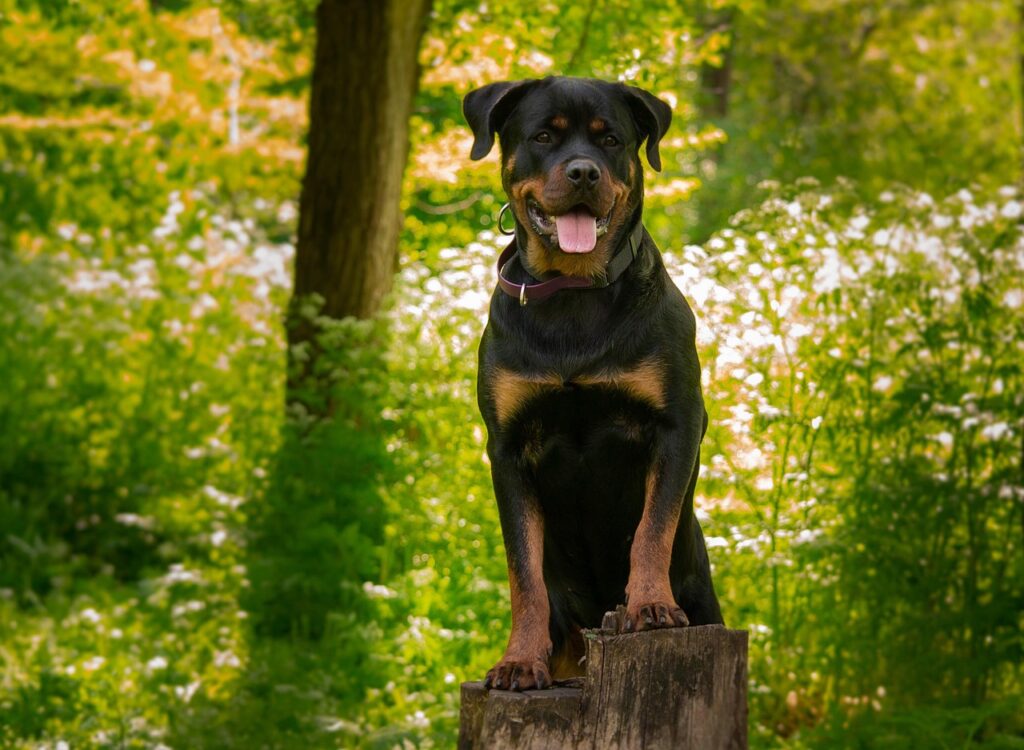 rottweiler como perro guardián