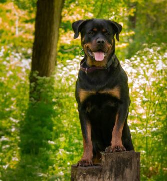 rottweiler como perro guardián