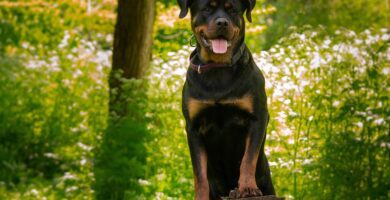 rottweiler como perro guardián