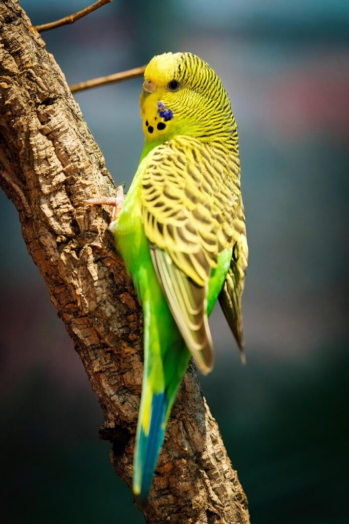 periquito australiano