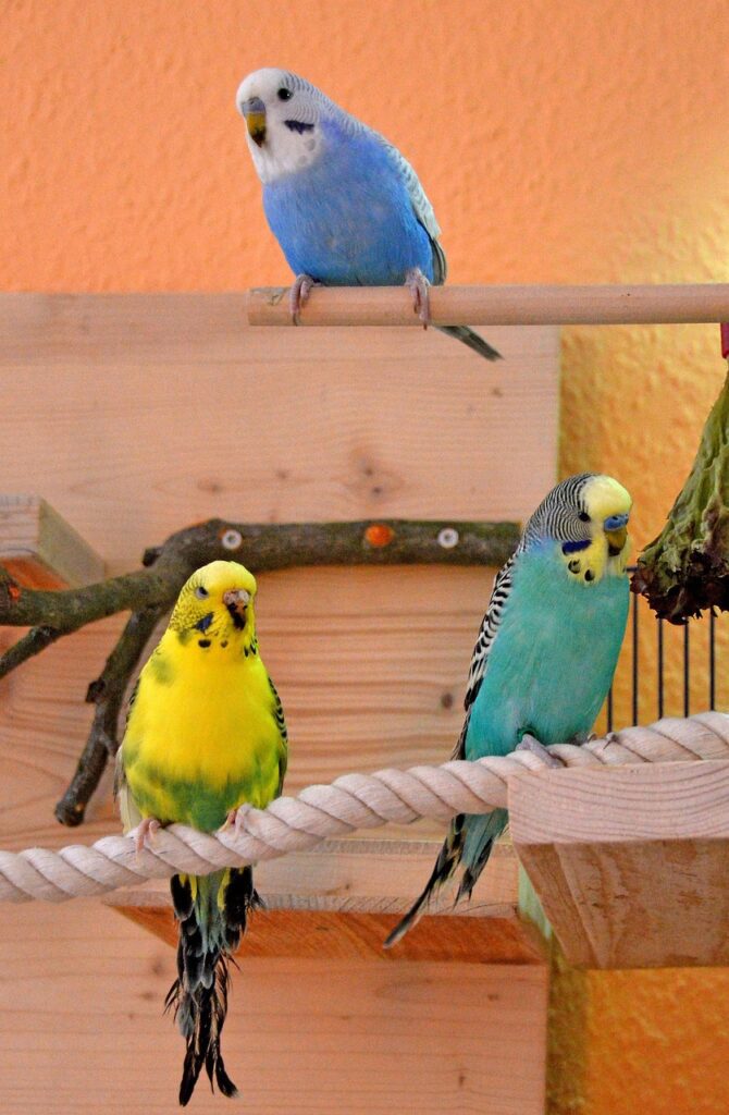 periquito australiano