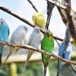 periquitos