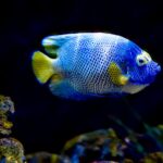 Pez Ángel Emperador