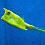 Pez Ángel Emperador