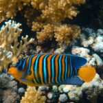 Pez Ángel Emperador