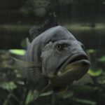 Pez Ángel Emperador